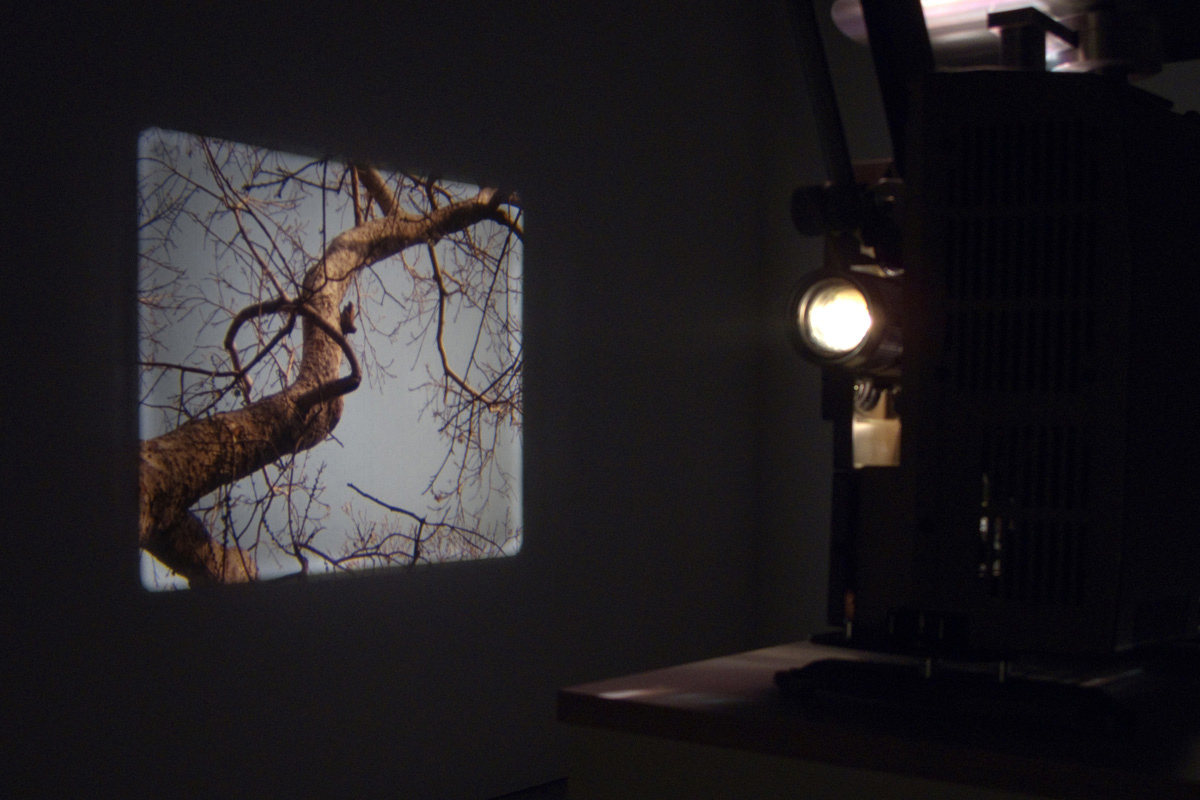 Film installation Two Trees by Tarje Eikanger Gullaksen at UKS in Olso