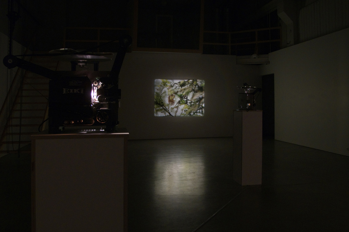 Film installation Two Trees by Tarje Eikanger Gullaksen at UKS in Olso