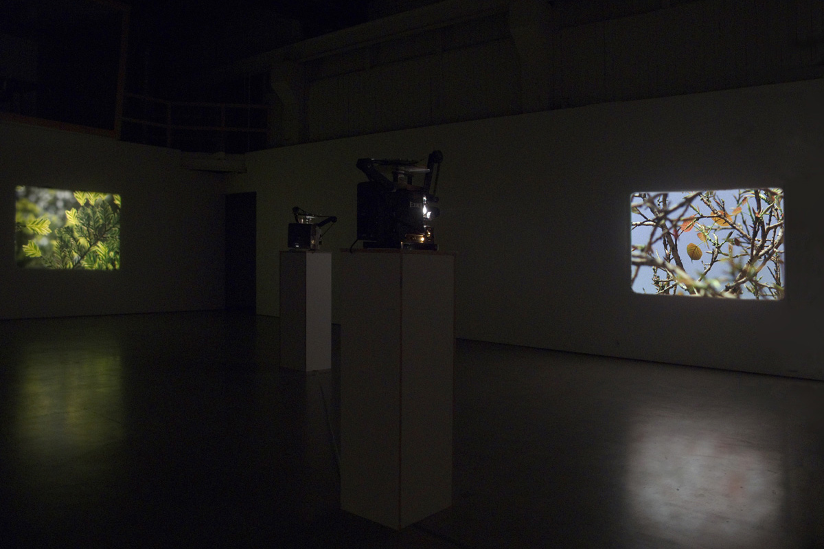 Film installation Two Trees by Tarje Eikanger Gullaksen at UKS in Olso