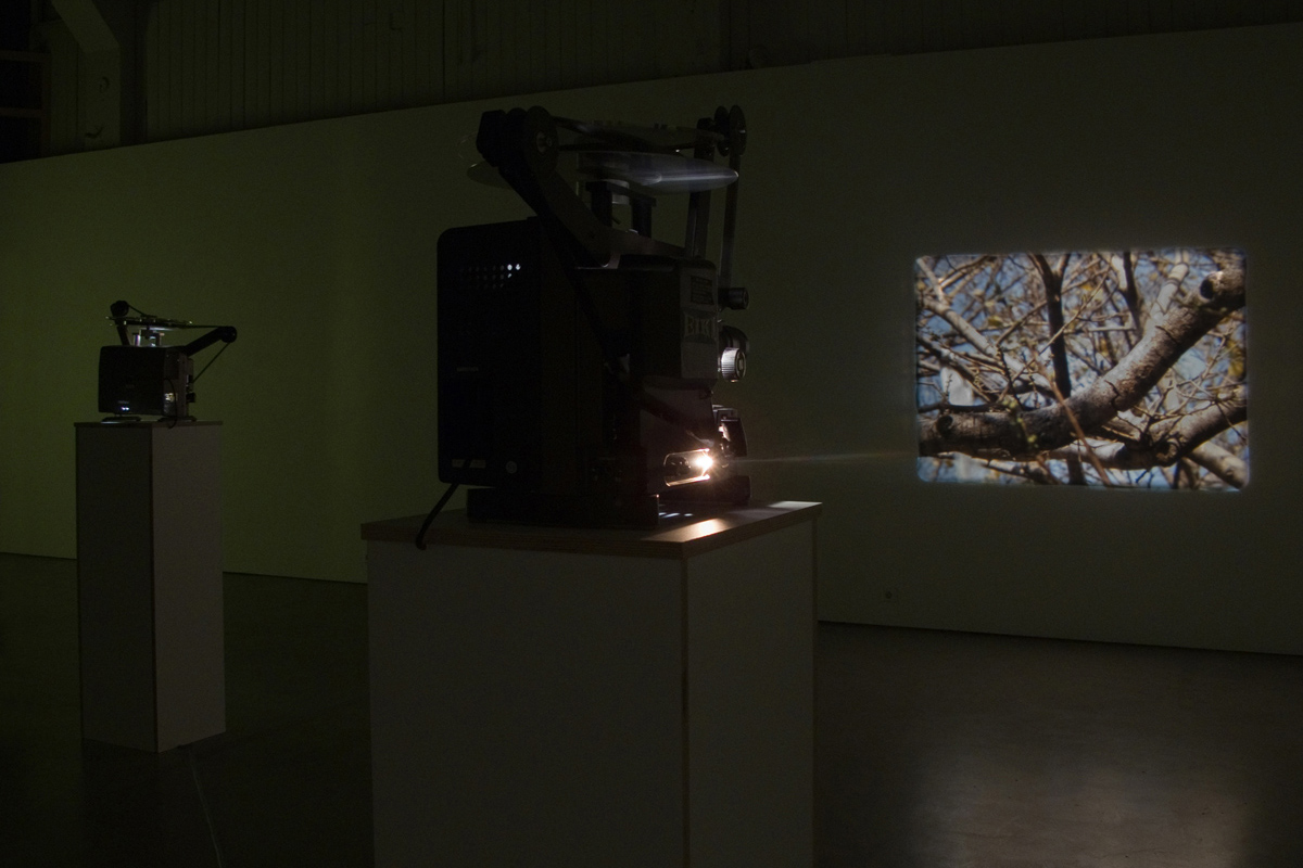 Film installation Two Trees by Tarje Eikanger Gullaksen at UKS in Olso